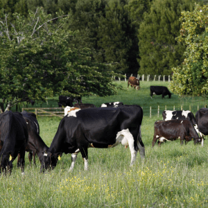 Dairy cows grazing on a green New Zealand pasture